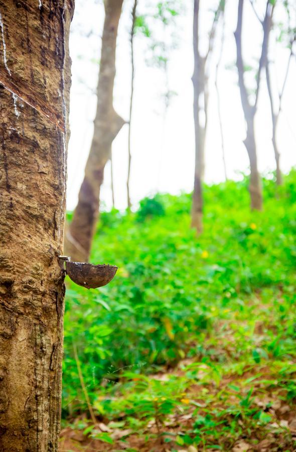 Roshara Nalla Giriulla Esterno foto